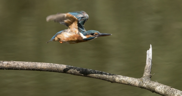  Common Kingfisher ♀