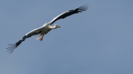  White Stork