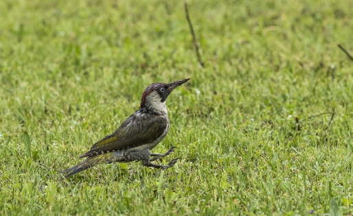  European Green Woodpecker ♀
