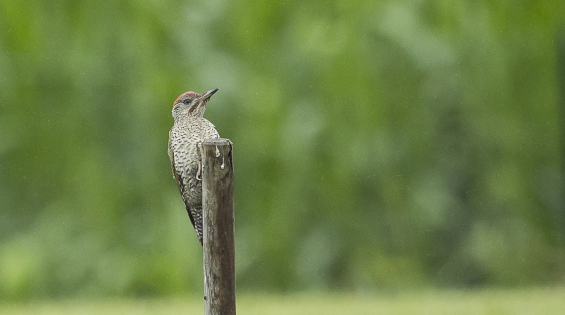  European Green Woodpecker