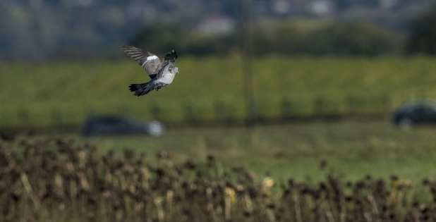  Pigeon ramier (Suisse)
