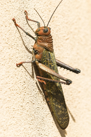 Giant Grasshopper