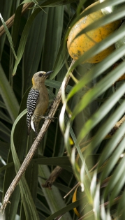  Hoffmann's Woodpecker 