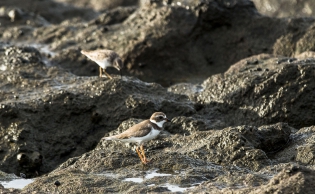  Common Ringed Plover