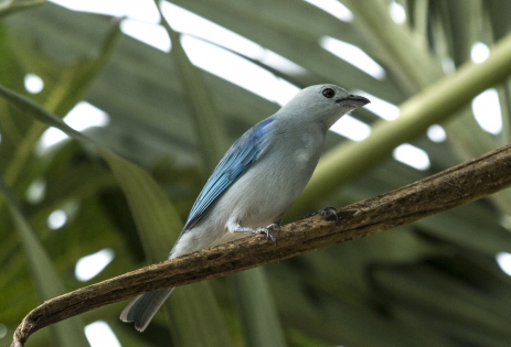  Blue-grey Tanager