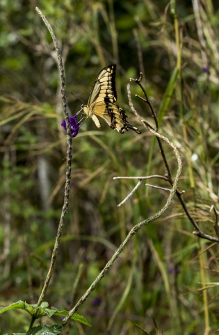  Papilio thoas