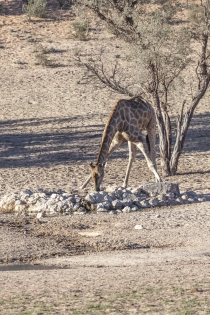  Jirafa, Giraffa camelopardalis