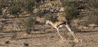  Springbok, gazelle à poche dorsale