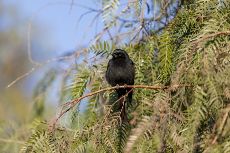  Fork-tailed drongo