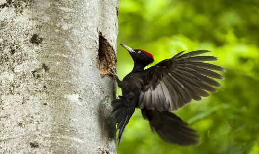  Black woodpecker