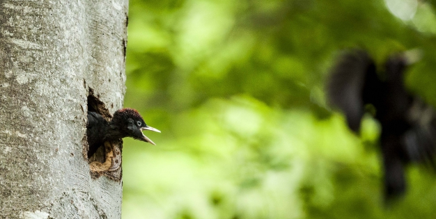  Black woodpecker