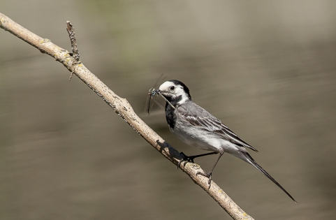  White wagtail