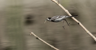  White wagtail
