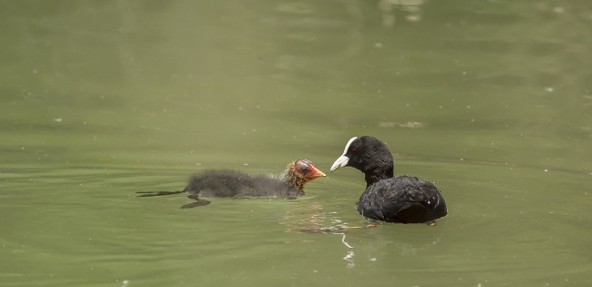  Eurasian coot and baby