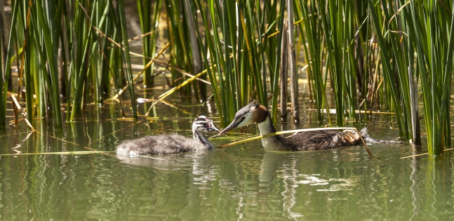  Great crested grebe and baby 