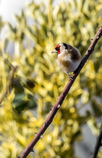  European goldfinch