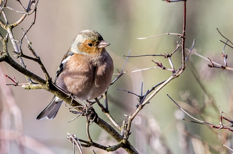  Common chaffinch