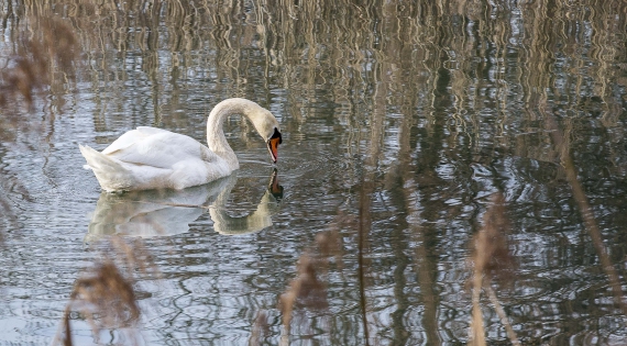  Mute swan