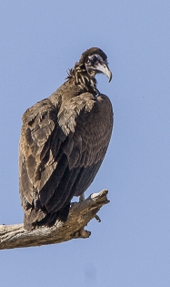  Hooded vulture