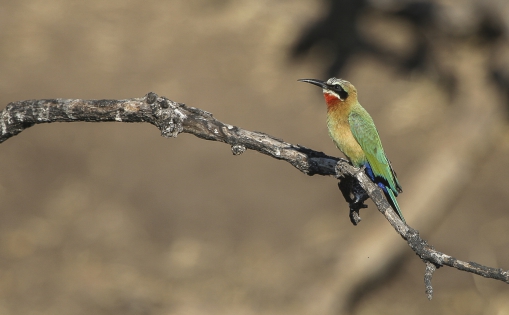  White-fronted bee-eater