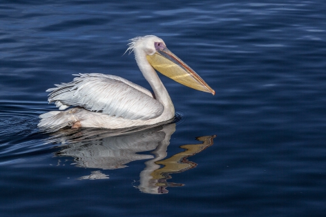  Pelican (Namibie)