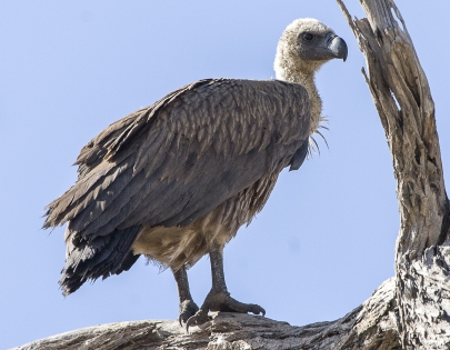  Griffon vulture