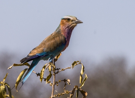  Lilac-breasted roller