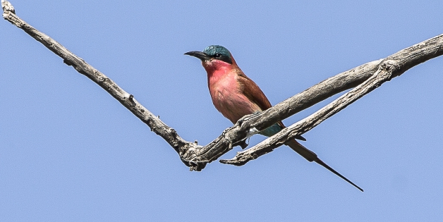  southern carmine bee-eater