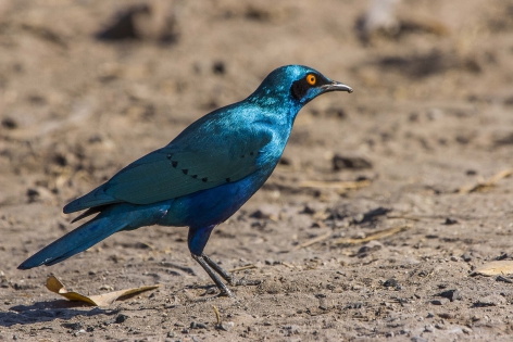  Cape starling, red-shouldered glossy-starling or Cape glossy starling