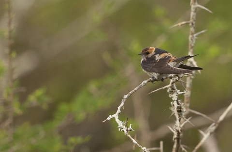  juvenil  Lesser Striped Swallow
