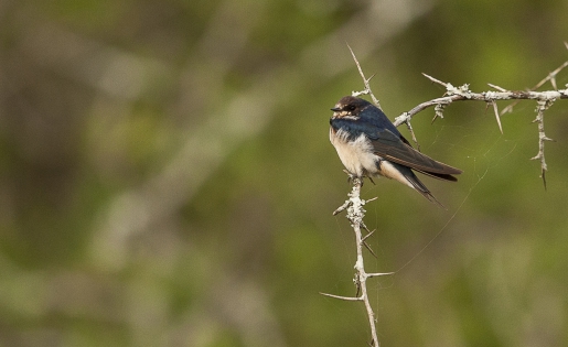  Lesser striped swallow