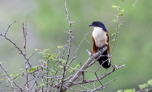  Senegal coucal (South Africa)