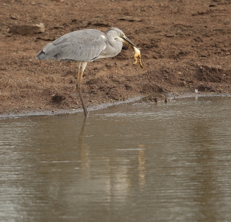  Grey heron (South Africa)