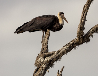  Wooly-necked stork (South Africa)