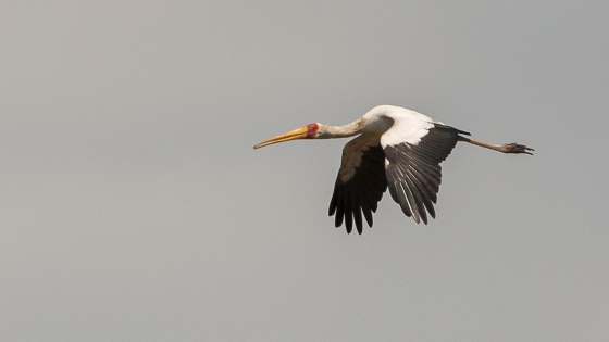  Yellow-billed stork (South Africa)