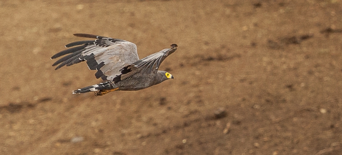  african harrier hawk (South Africa)