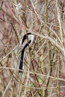  Long-tailed tit (France)