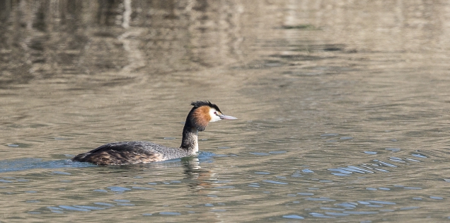  Great crested grebe ♂ 