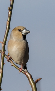  Hawfinch ♀ (France)
