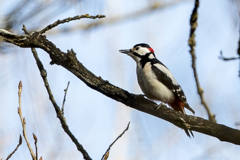 Great spotted woodpecker