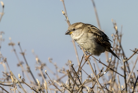  House sparrow ♀ (France)