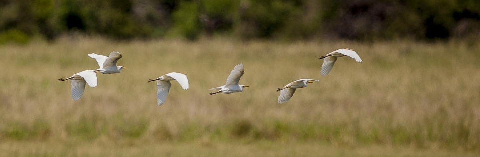  Cattle egret