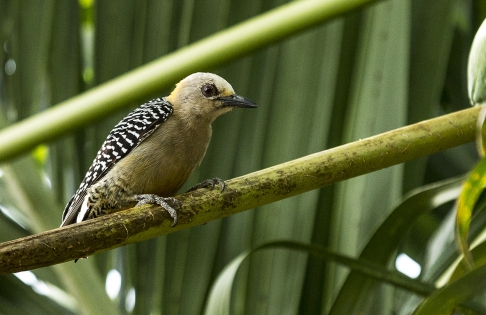  Golden-fronted woodpecker (Costa Rica)