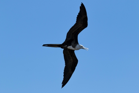  Magnificent frigatebird (Costa Rica)