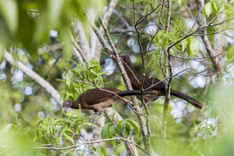  Guacharaca de cabeza gris (Costa Rica)