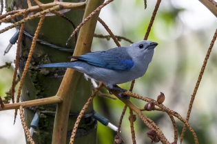  Blue-gray tanager (Costa Rica)