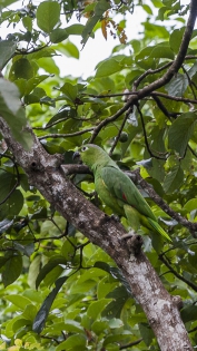  Amazone poudrée (Costa Rica)
