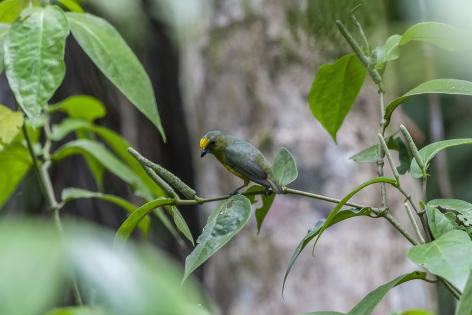  Olive-backed euphonia (Costa Rica)