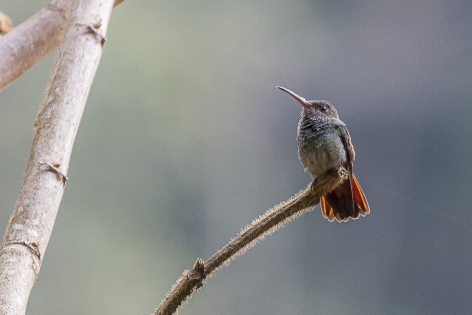  Rufous-tailed hummingbird (Costa Rica)