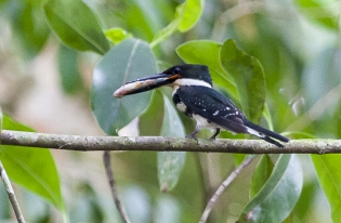  Green Kingfisher (Costa Rica)